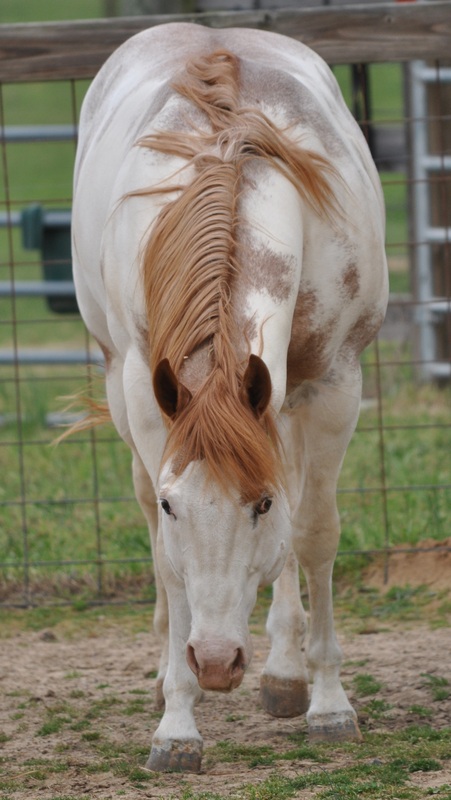 Horse Hair Humidistat  ASHRAE® Iowa Chapter